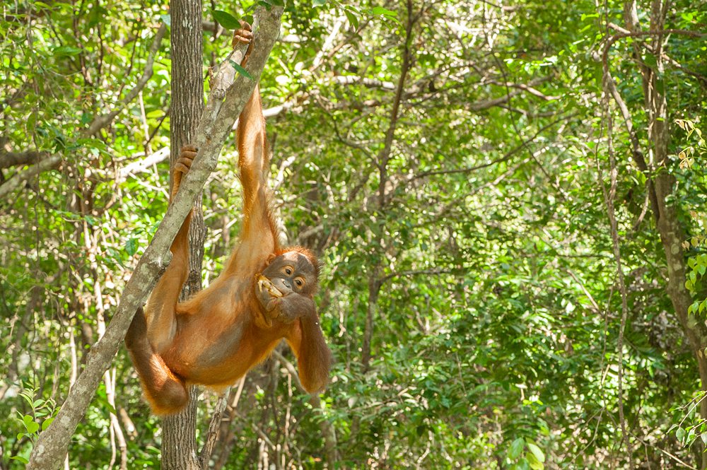 Malaysian Borneo, orangutans