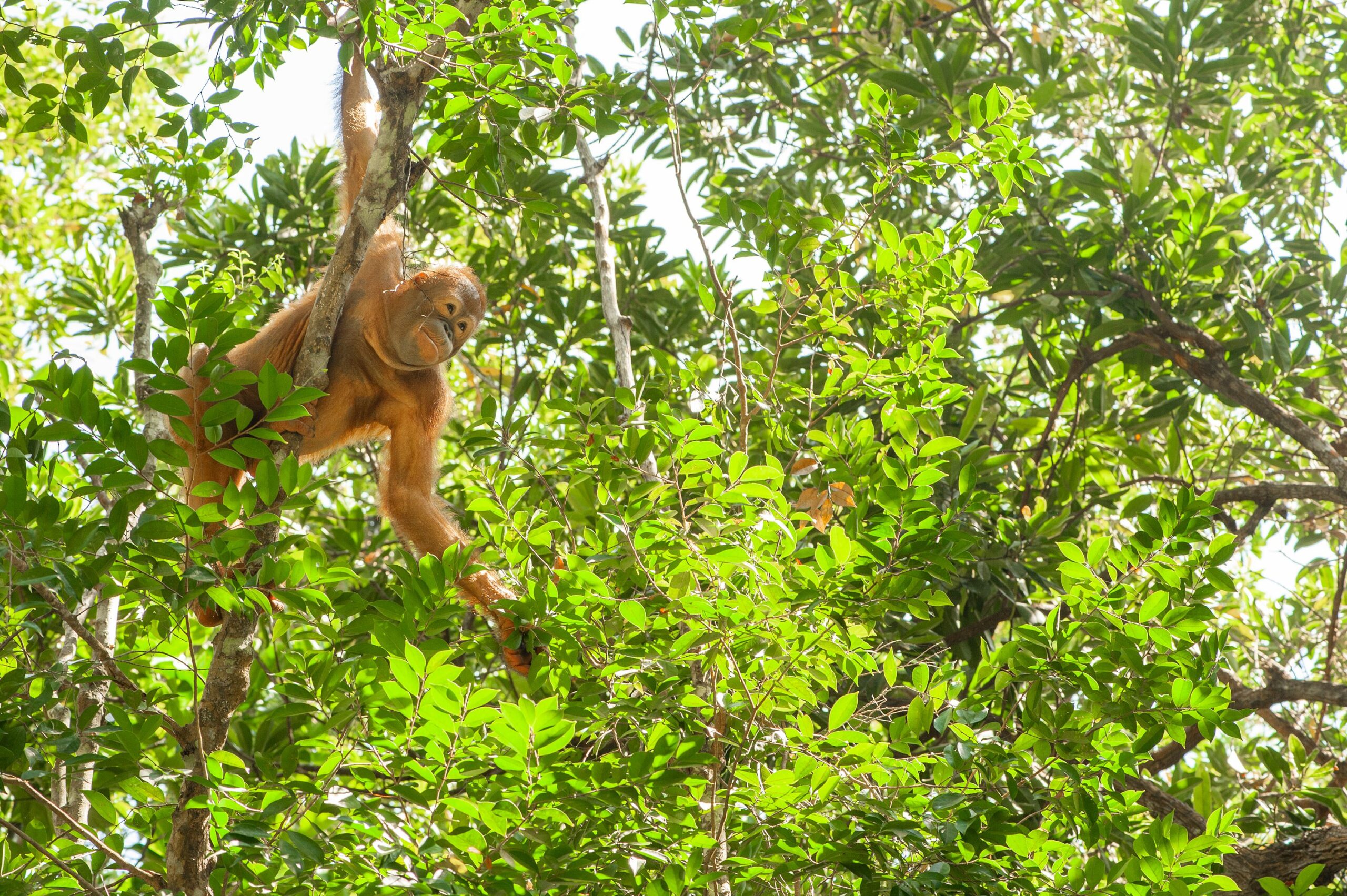 Malaysian Borneo, orangutans